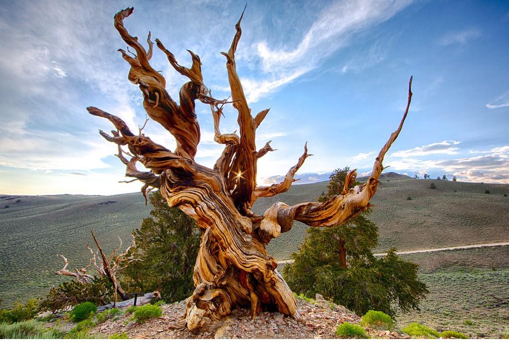 Лебединая песня