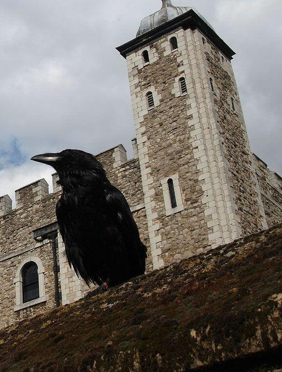 The tower of london legend. Вороны в Тауэре в Лондоне. Лондонский Тауэр черные вороны. Лондонский Тауэр вороны Легенда. Крепость Тауэр в Лондоне вороны.