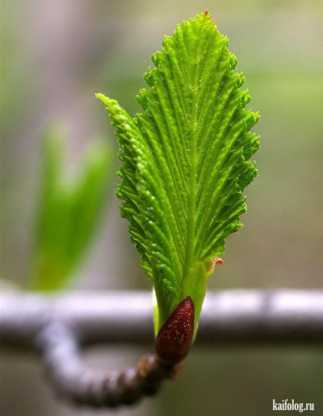 ВЕСНА С УЛЫБКОЙ ДАРИТ НАМ ПРИВЕТ
