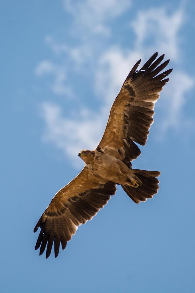 Свободный человек 