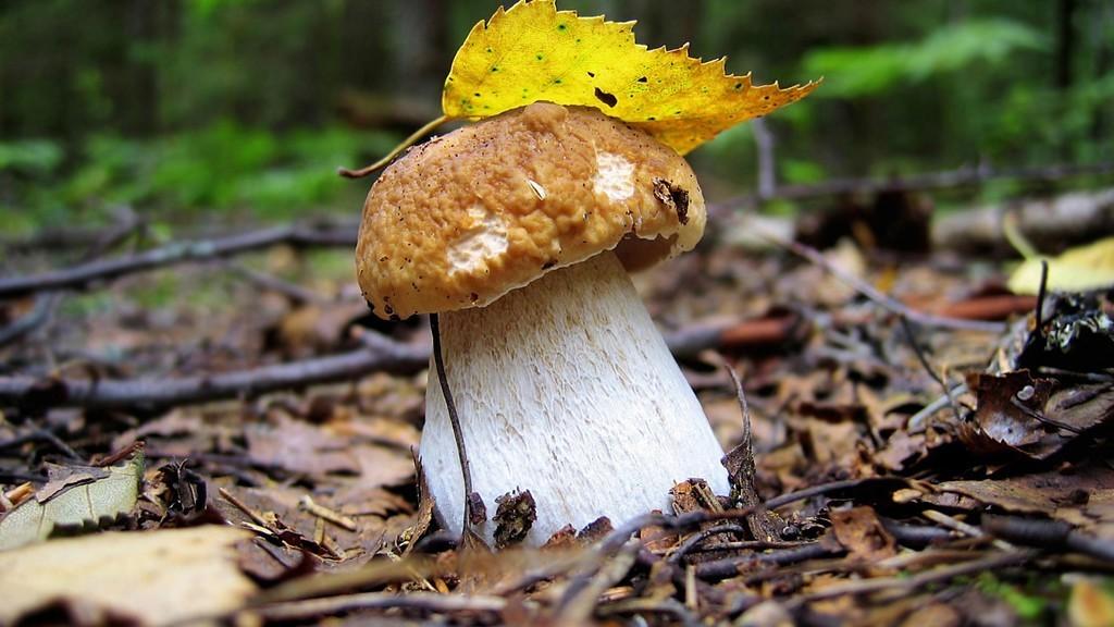 Постой, послушай тишину.  ( C )