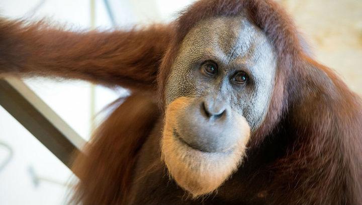 Рокки-имитатор человеческой речи