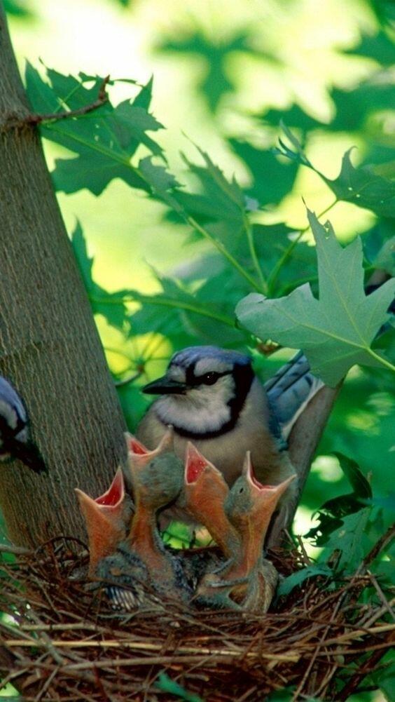 Не разоряйте птичьи гнёзда