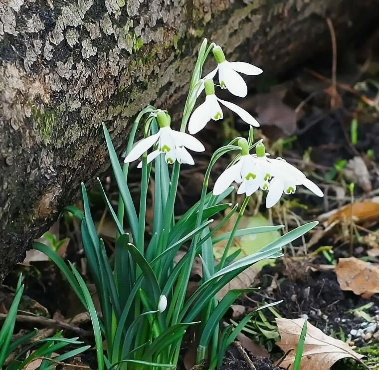 Дольше в холоде цветёт!