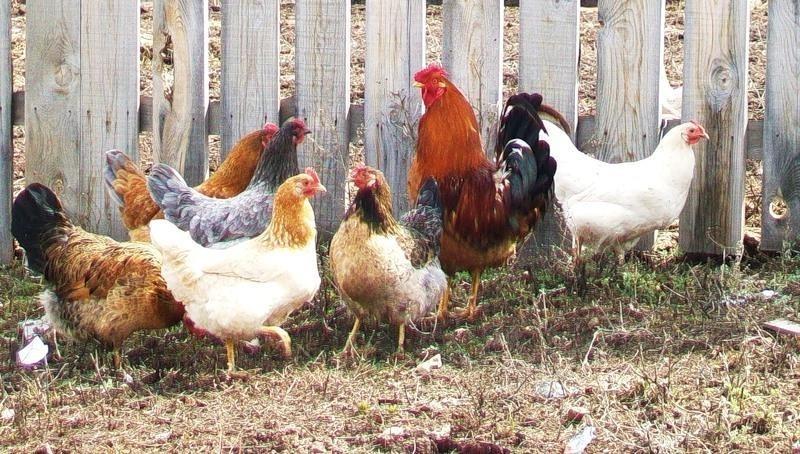 КОМУ - ЧТО, А КУРАМ - ПРОСО !