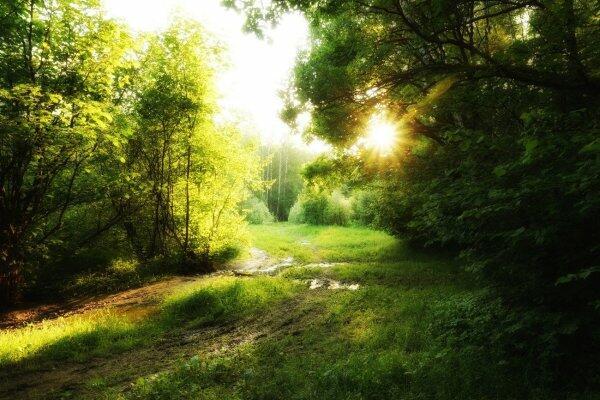 Разгулялось солнышко