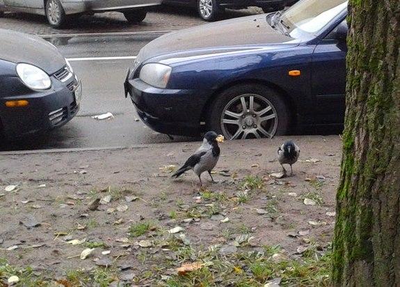 Скромная Чебурашка