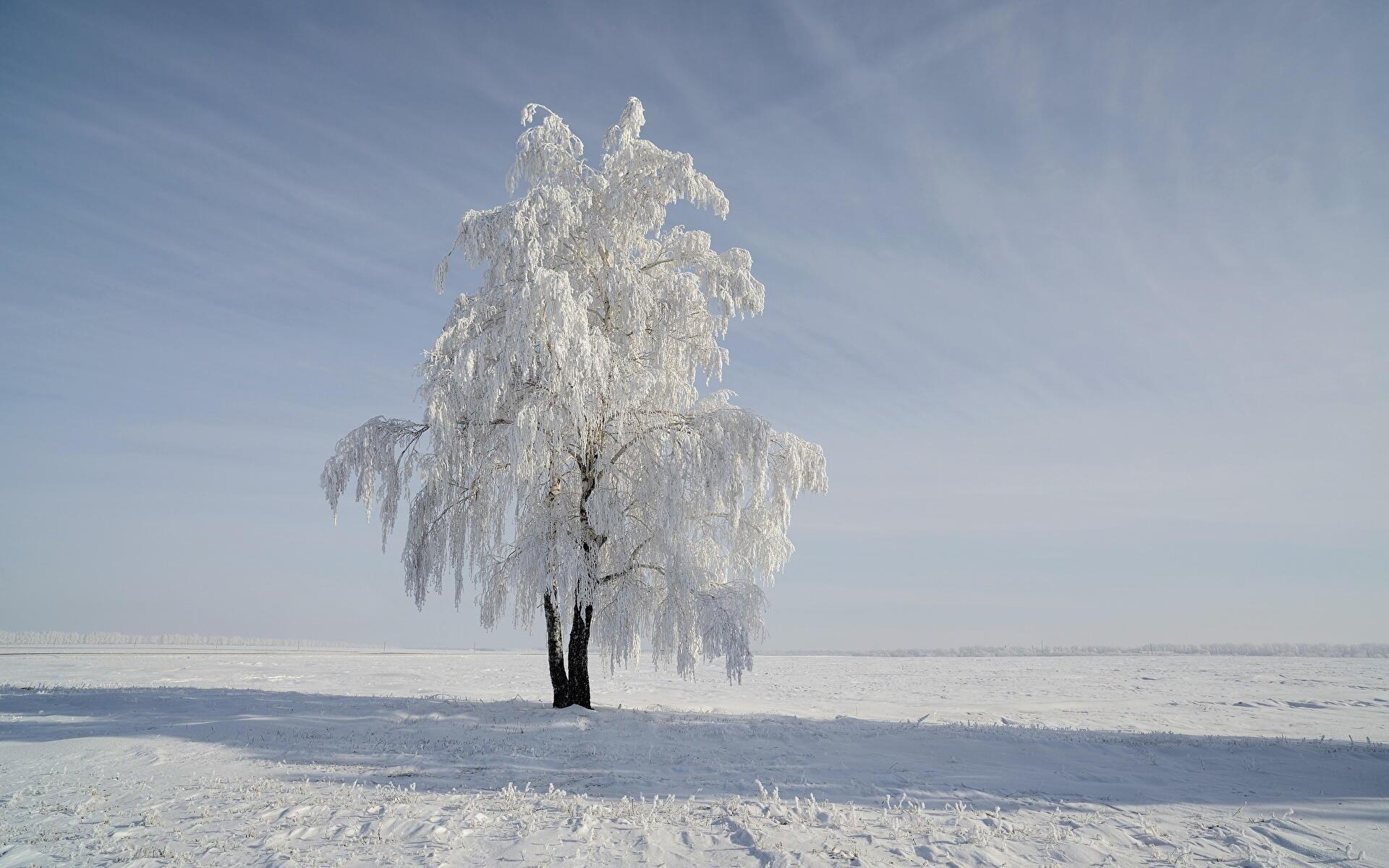 СТИХИ КУСТАРЯ: У БЕРЁЗКИ СНЫ ЛЮДСКИЕ: