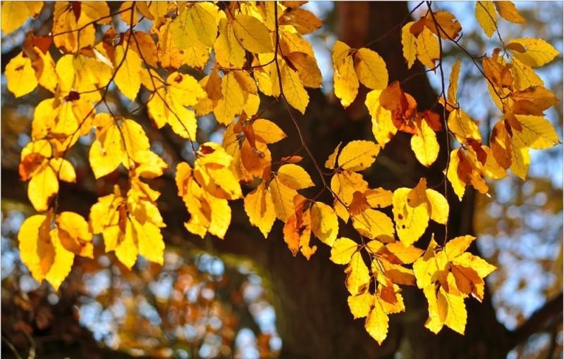 НОЯБРЬ 2018года