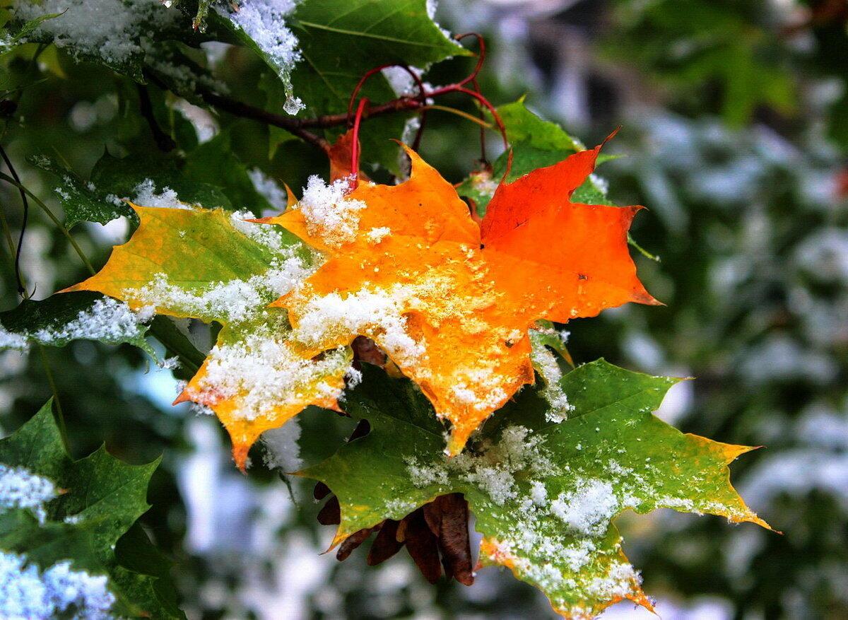 Осень жизни