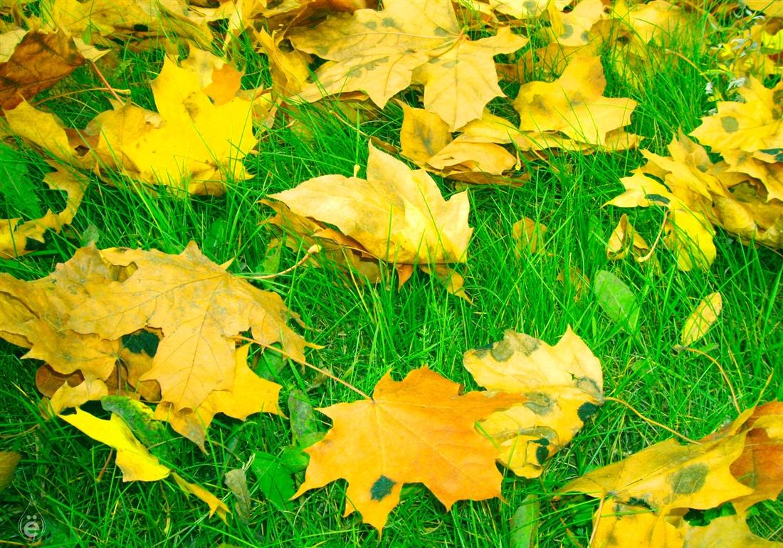 Вдруг среди листвы видишь пестрый. Желтый лист. Желтая листва. Желтые кленовые листья на зеленой травке. Желто зеленый лист.