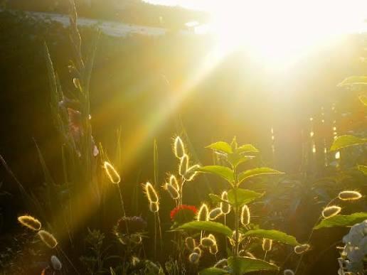 ИСКРЯЩИЕ ЛУЧИ СОЛНЦА. АКРОСТИХИ