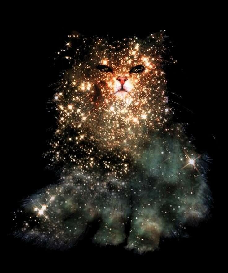 Кот на крыше