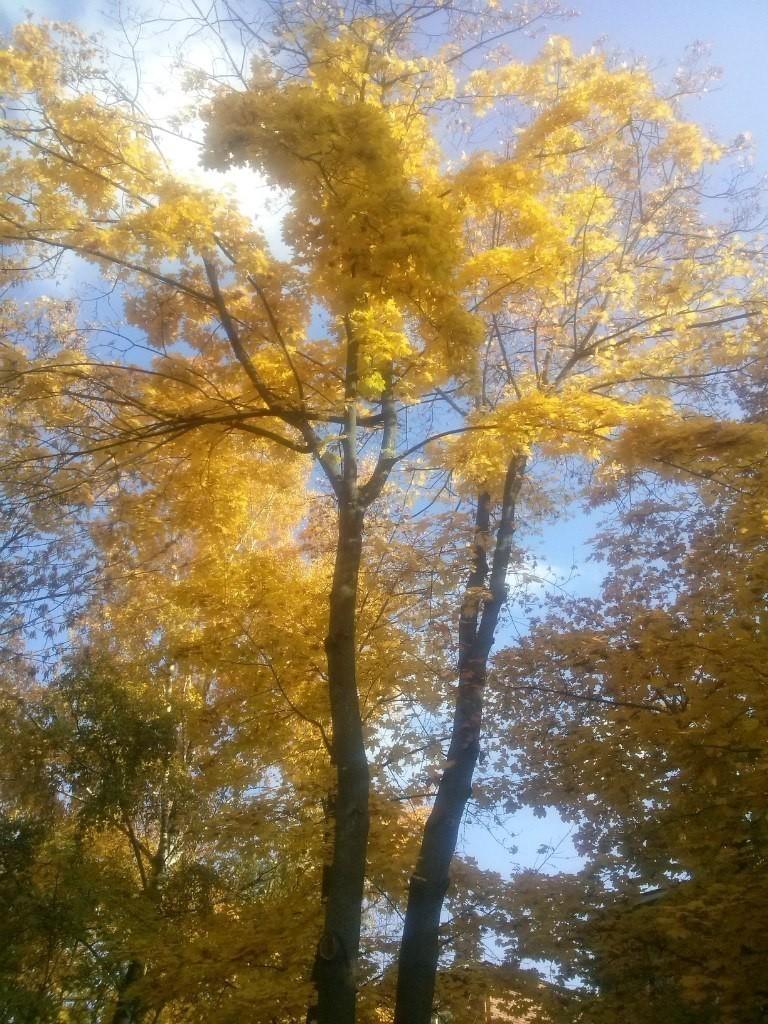 Здрасьте, ОСЕНЬ!.. (  Почему ПОЭТОВ в Октябре теряют?..)