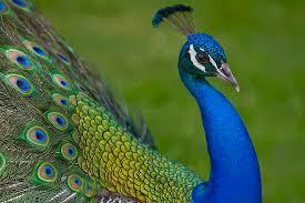 ПАВЛИНУ В ЮБИЛЕЙ