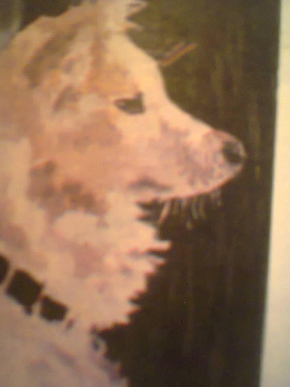 Гапа(из циклаЖивотные)