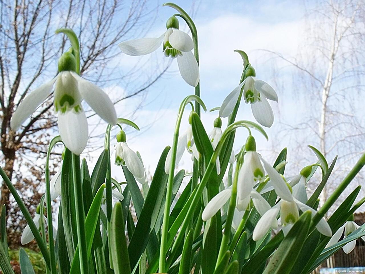 Подснежник.