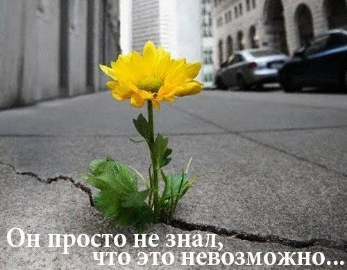 Цветок на асфальте