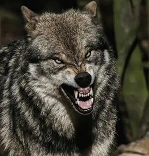 Закон тебе - Тамбовский волк!