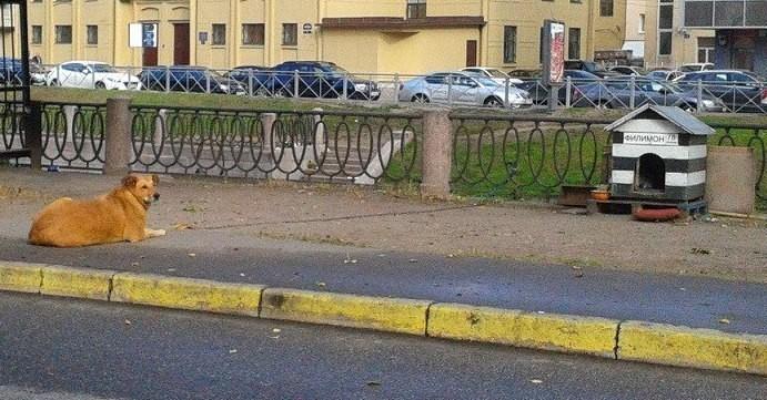 Собачья должность