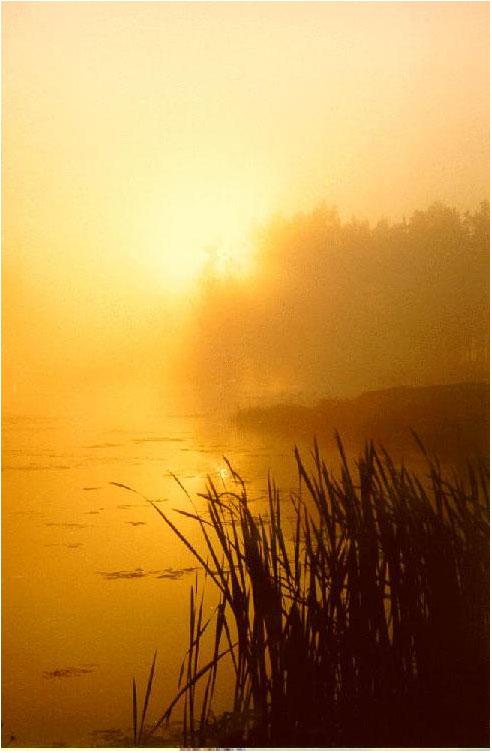 КАКОЙ ТУМАН