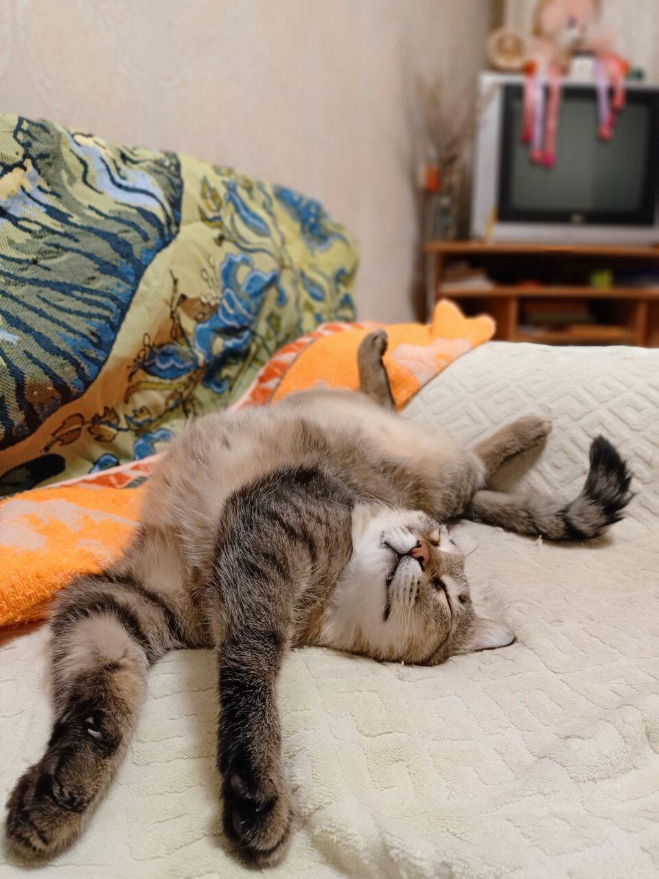 Мой Муренок