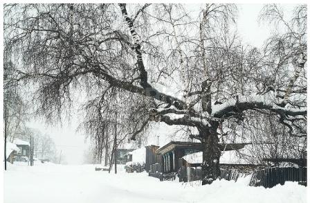 Скрипит берёза старая