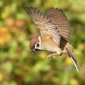 SadSparrow