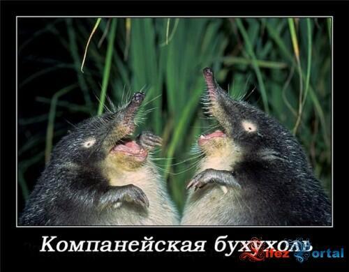 "Еще к вопросу искусственного размножения хохýль". Природоохранное