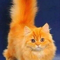 Фото Кот Огненный