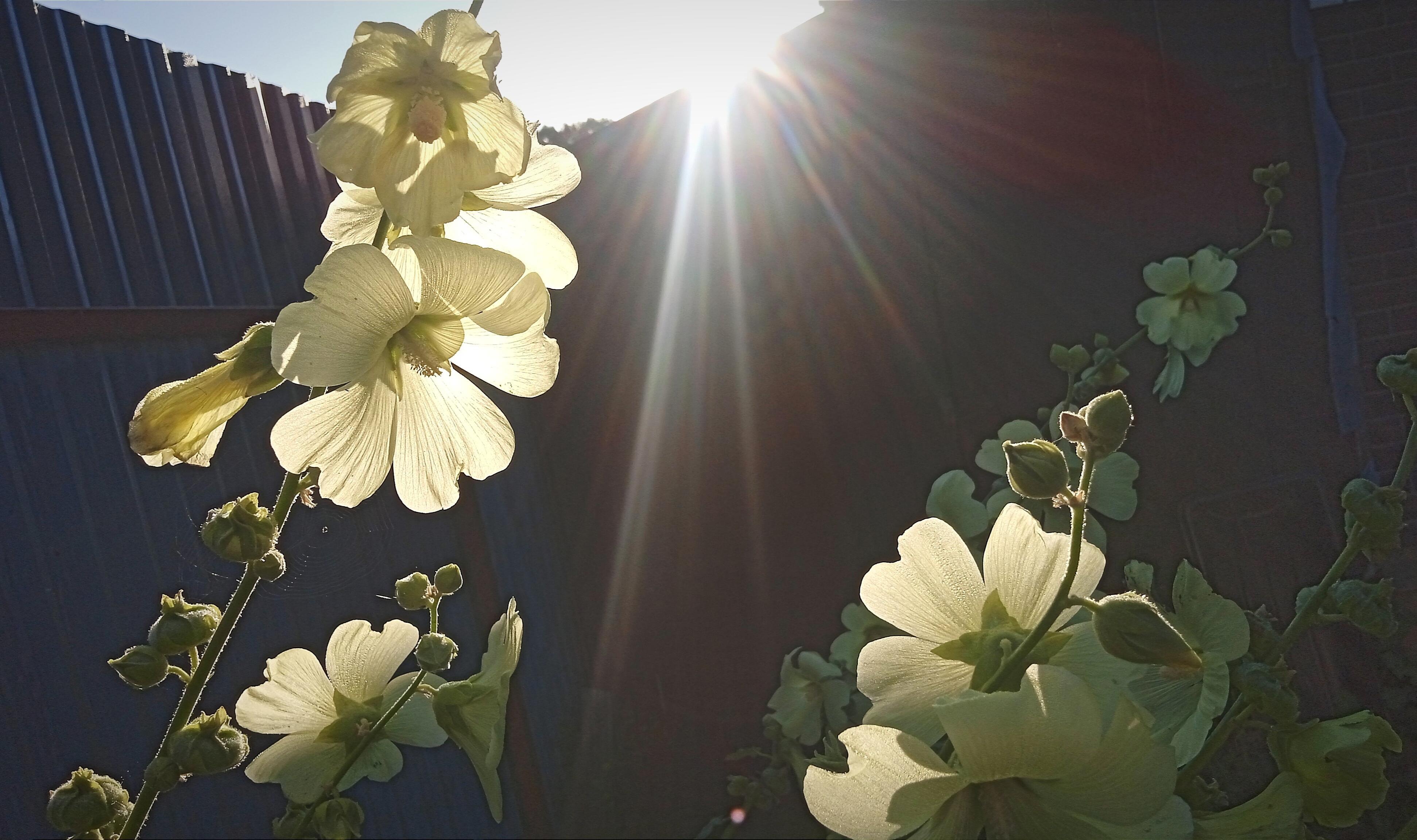 Чистый против ИИ