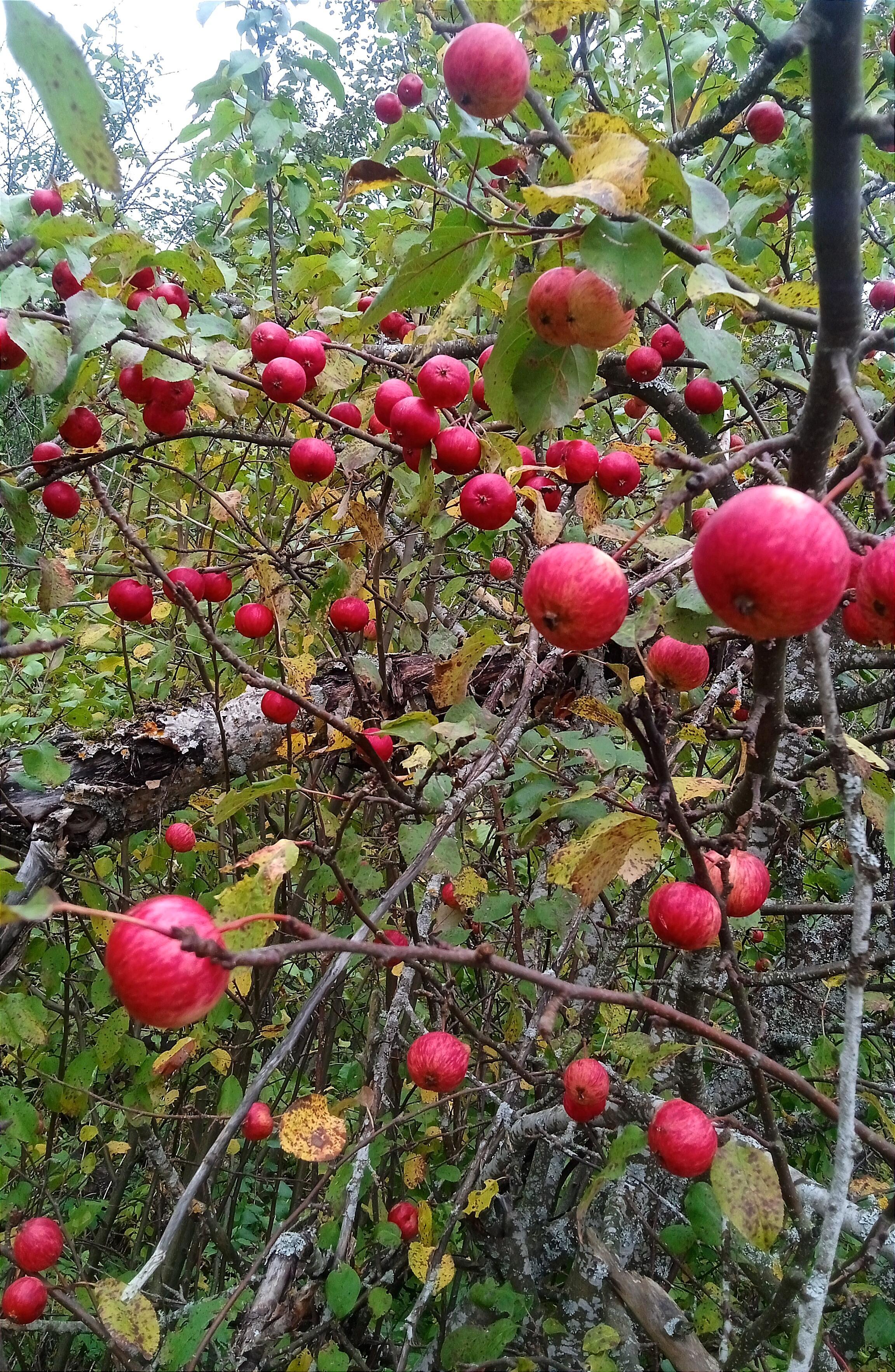 Год развлечений в Альбоме