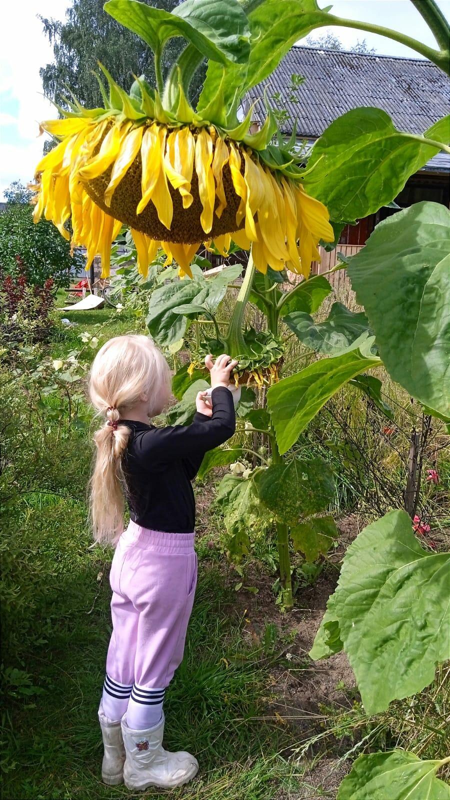 "Поэмбук за синиц" или жизни желтопузых имеют значение