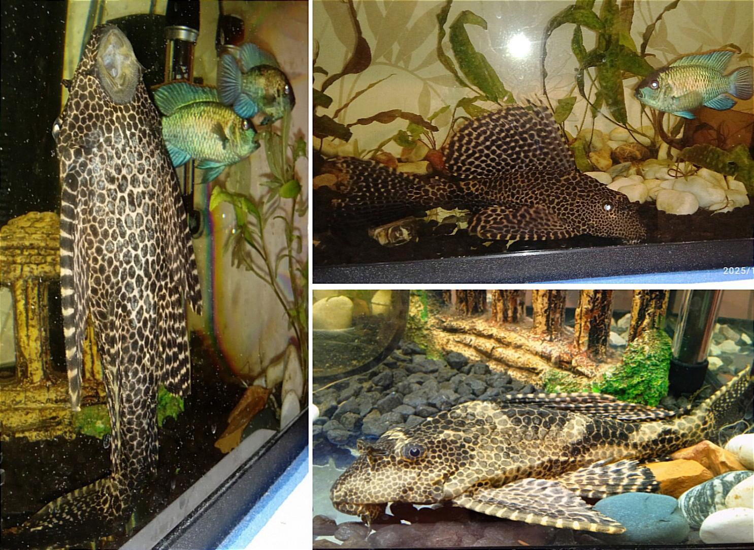 Добро пожаловать в мой аквариум