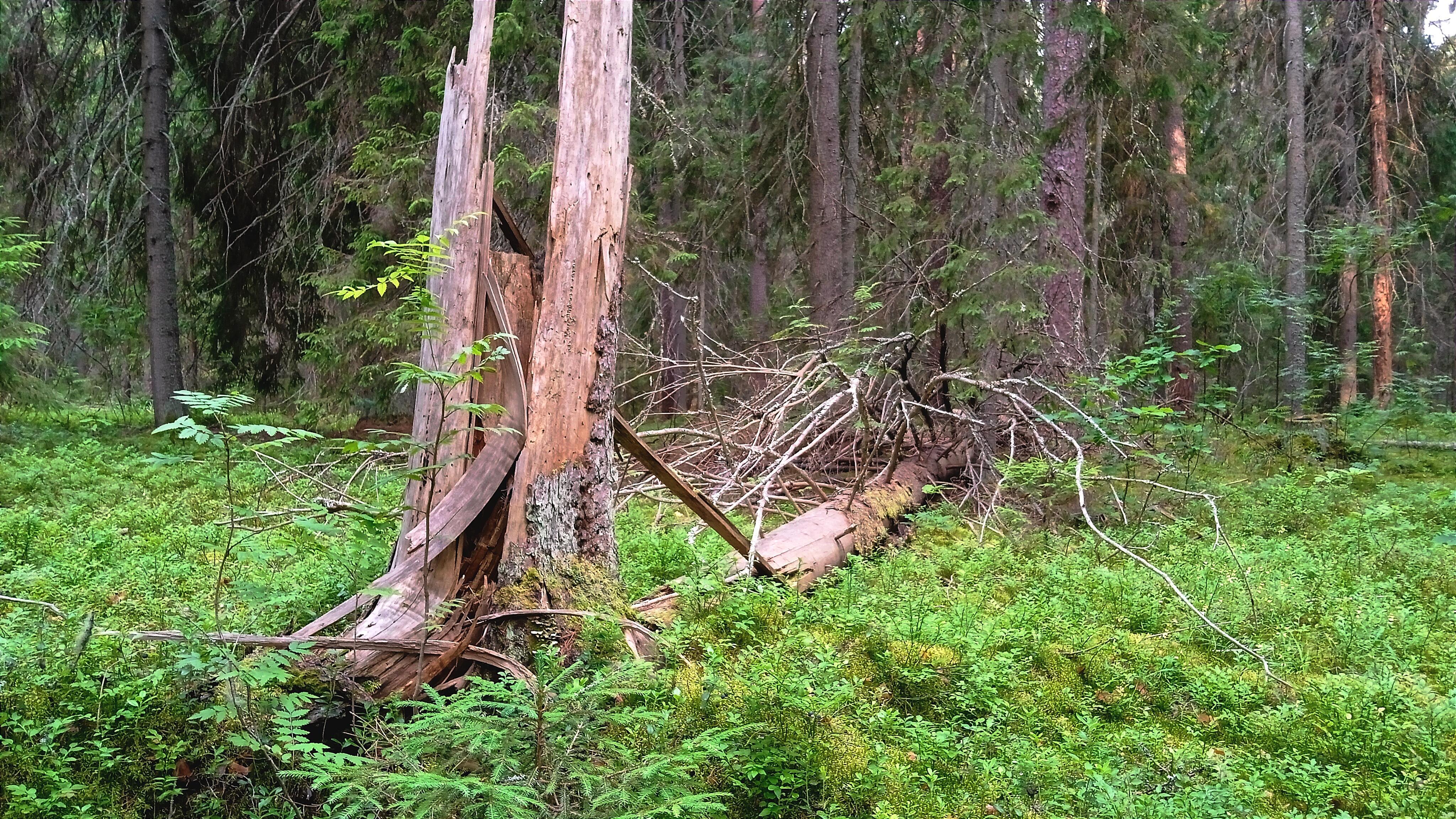 Летняя загадка