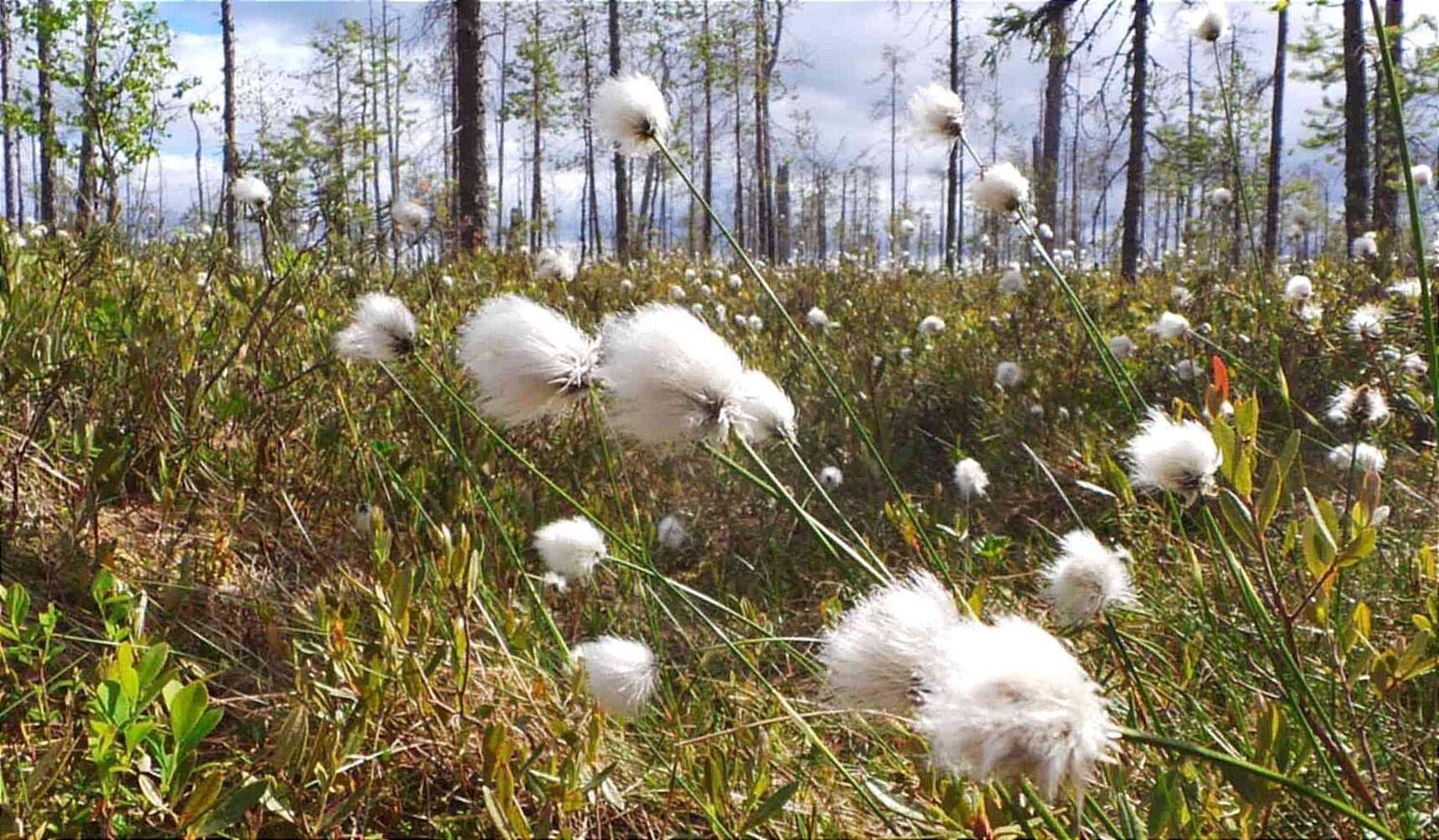 Что в имени твоём?... 