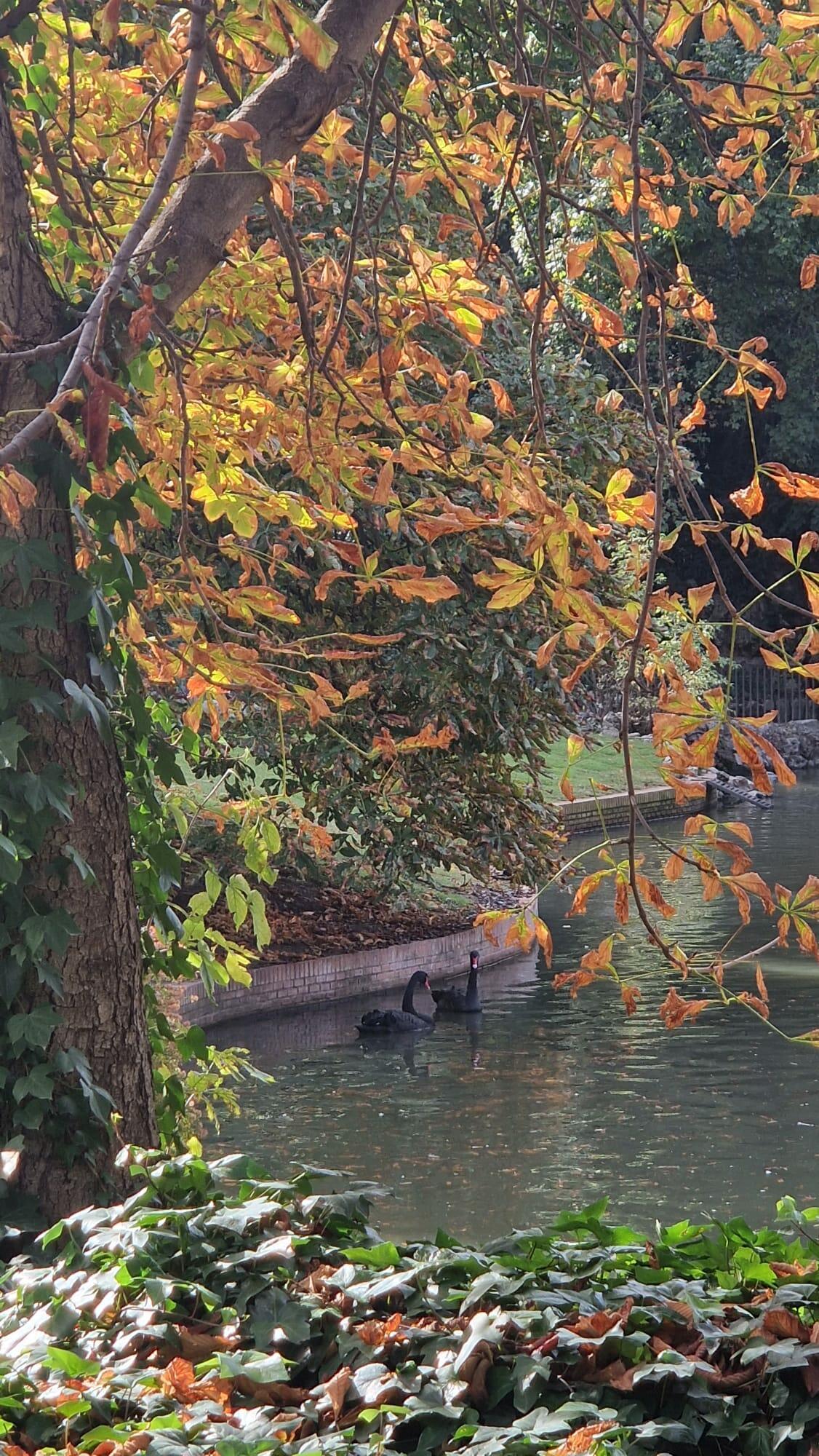 Предложение ( идея )