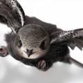 Apus Swift