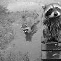 Forlorn Raccoon