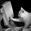 Поэт White Cat, стихи которого вы можете прочитать в поэтической социальной сети Поэмбук.