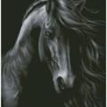Поэт Blackhorse, стихи которого вы можете прочитать в поэтической социальной сети Поэмбук.