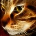 Поэт Огненный Кот, стихи которого вы можете прочитать в поэтической социальной сети Поэмбук.