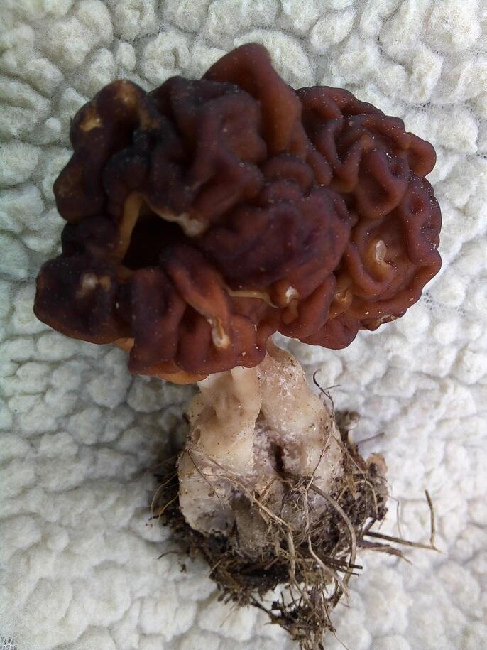 Для Алисы Котевой