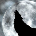 Поэт Moonwolf, стихи которого вы можете прочитать в поэтической социальной сети Поэмбук.