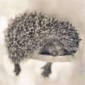 Поэт Hedgehog, стихи которого вы можете прочитать в поэтической социальной сети Поэмбук.