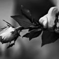 Lonely_forever