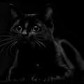 Поэт Черная кошка, стихи которого вы можете прочитать в поэтической социальной сети Поэмбук.