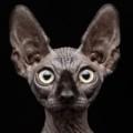 Gato Estranho